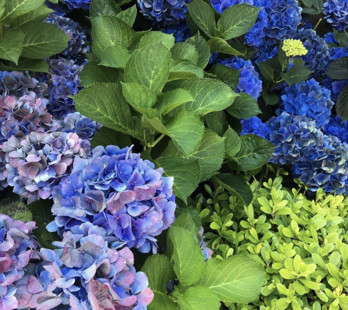 paysagiste luxe biarritz jardin haut de gamme sébastien habert